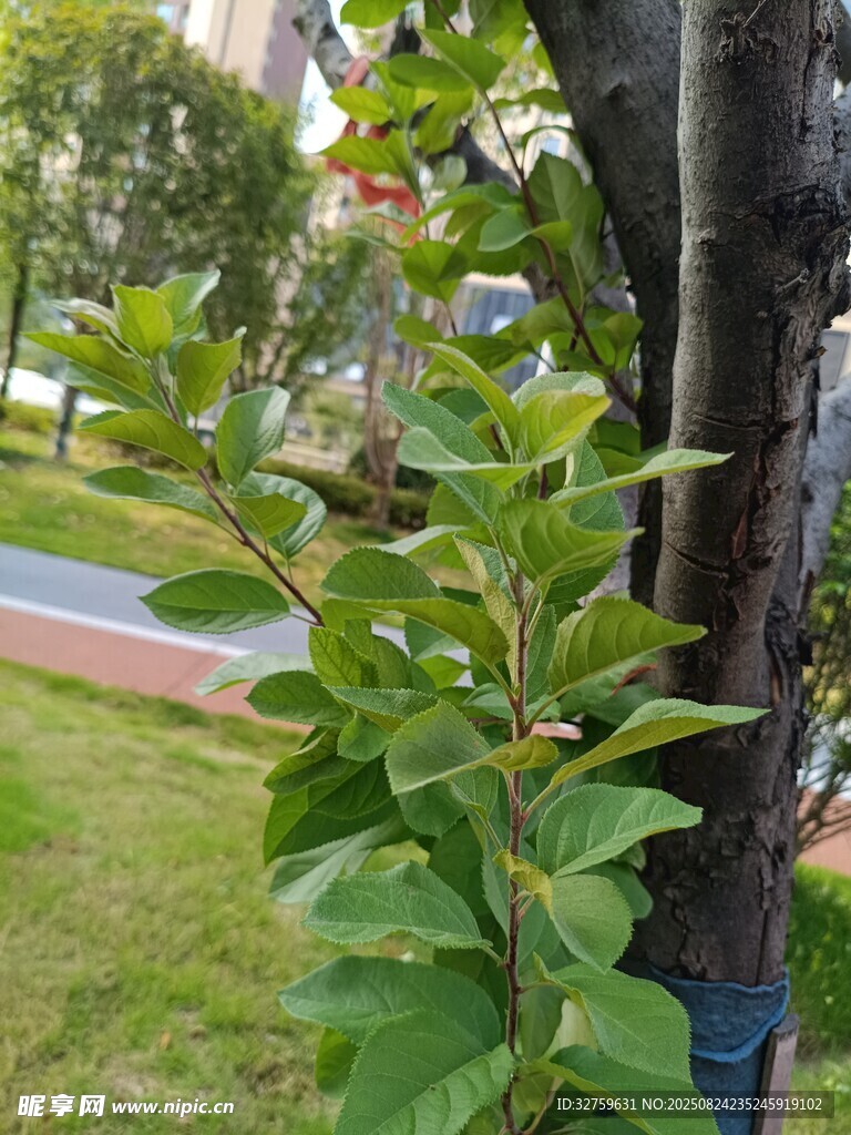綠葉繁茂的樹木景觀