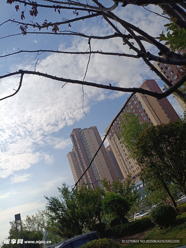 城市中高樓與天空下的樹(shù)