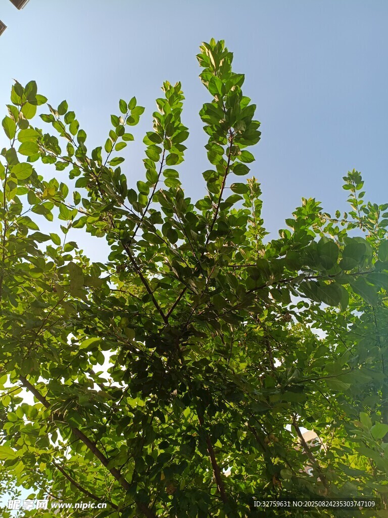 陽光下的繁茂綠樹