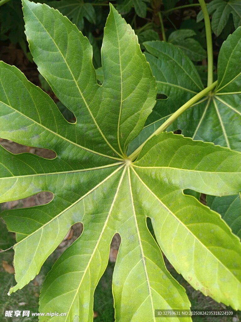 八角金盤葉片特寫