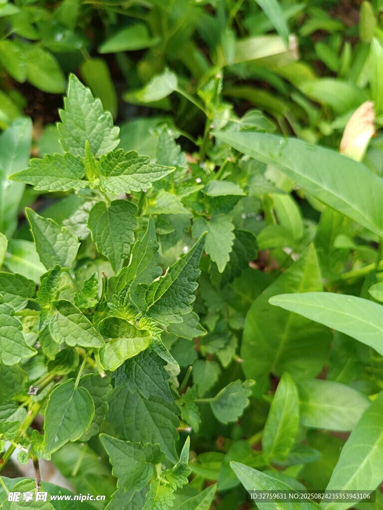 嫩綠繁茂的野生植物