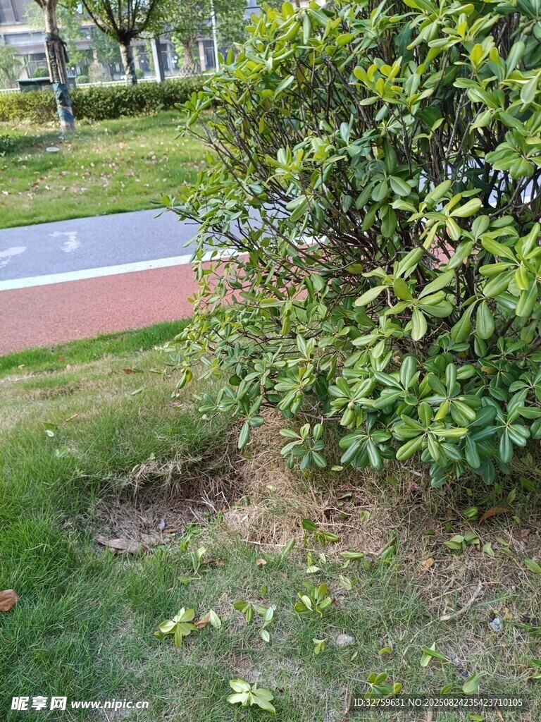 路邊綠植景觀