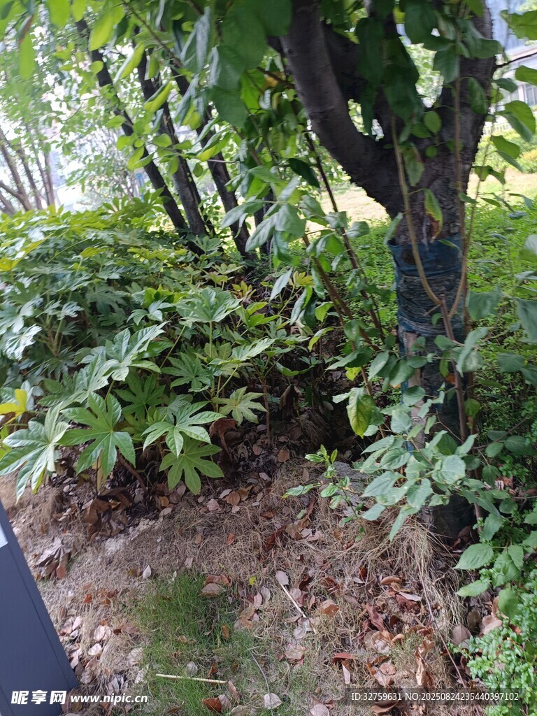 路邊繁茂綠植景觀