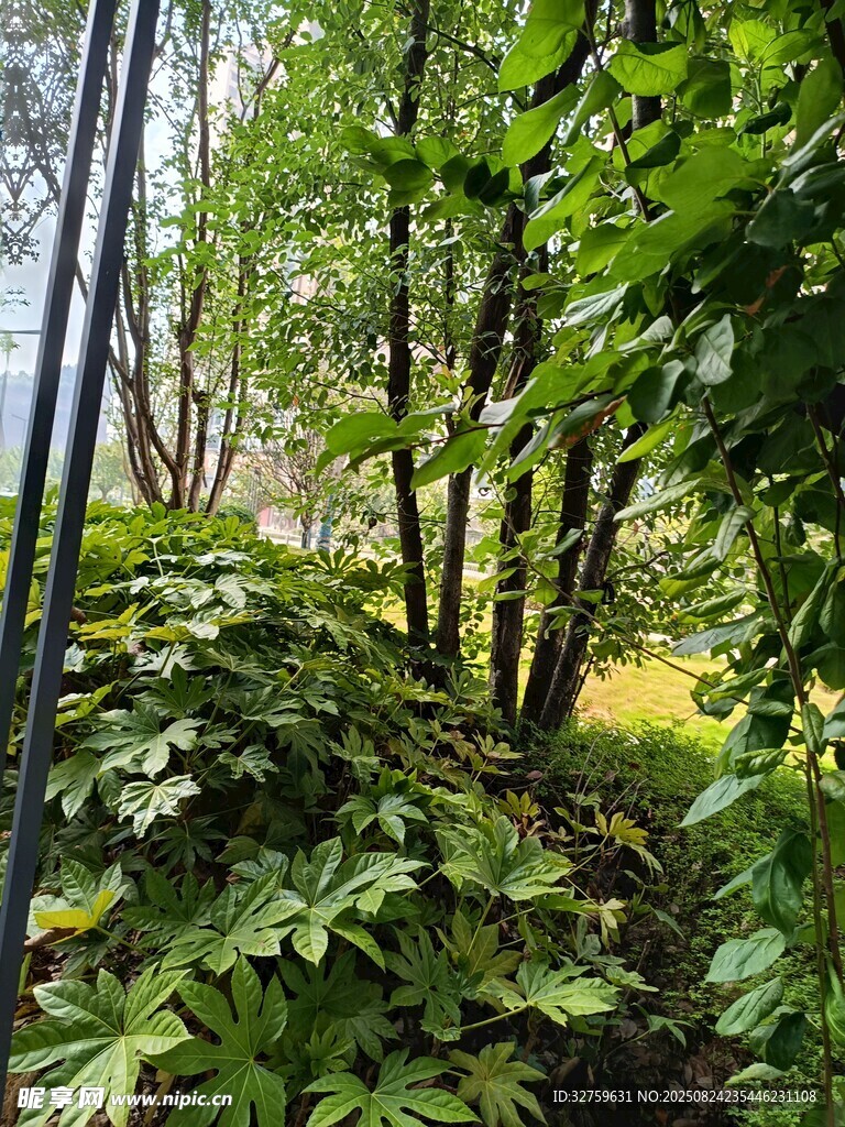 林間繁茂綠植景觀