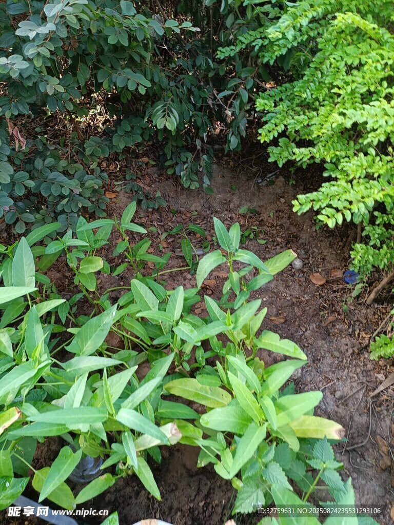 多彩綠植景觀