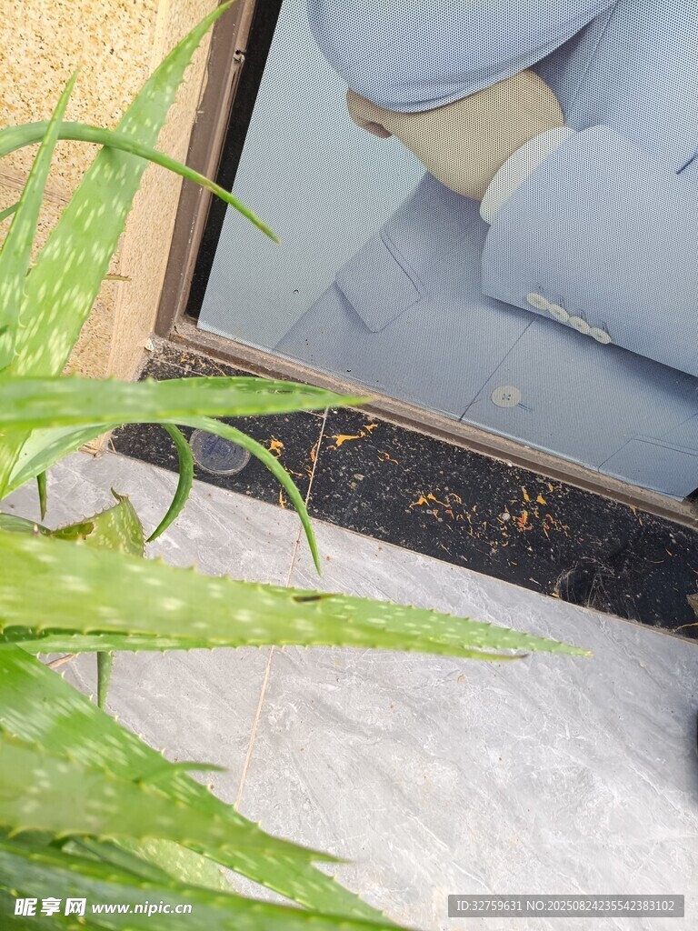 窗邊綠植與室內(nèi)景象