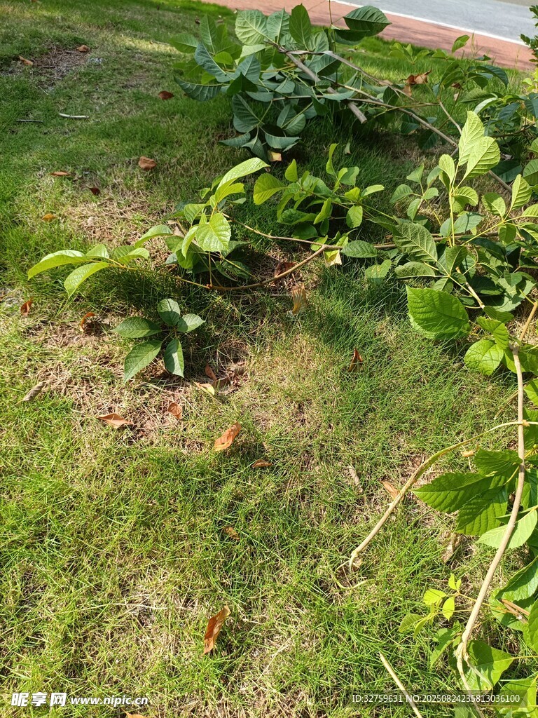 草地上的綠植與泥土