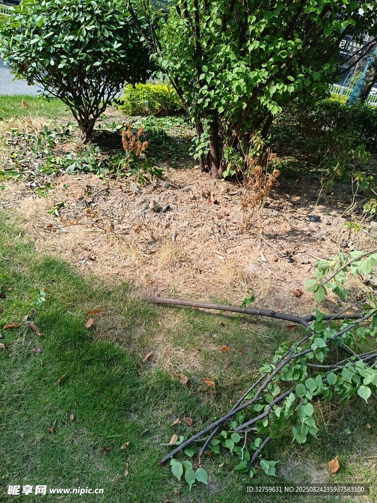 庭院中裸露泥土與綠植