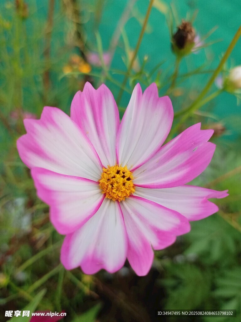 粉色花兒綻放