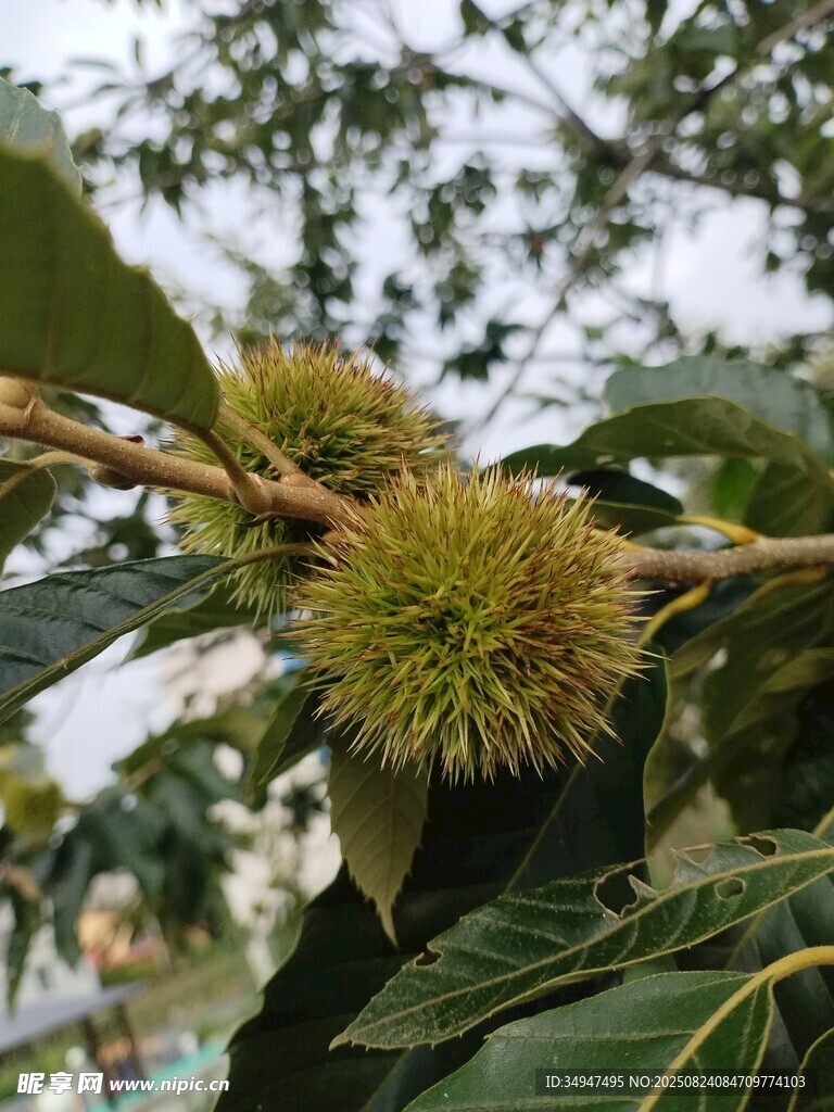 樹(shù)上的板栗果實(shí)
