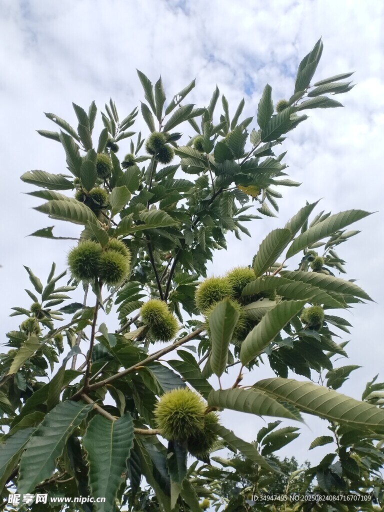 枝頭板栗初長(zhǎng)成