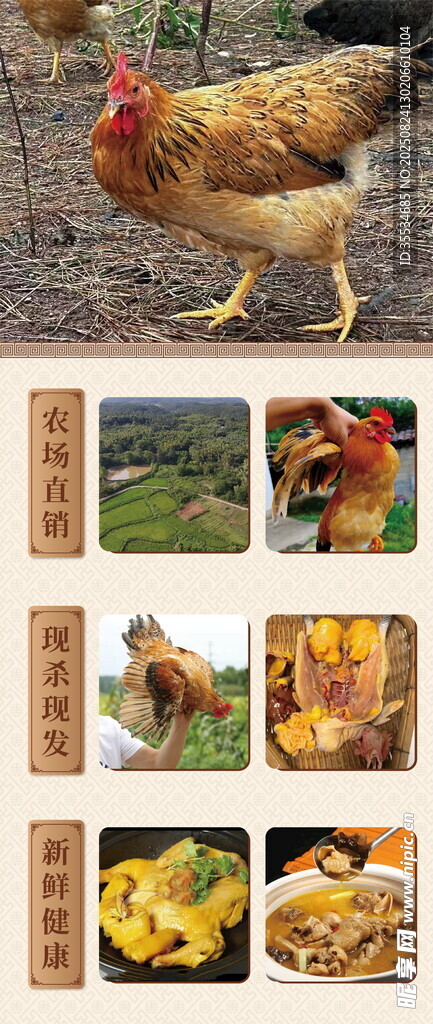 養(yǎng)雞場肉雞銷售宣傳展架