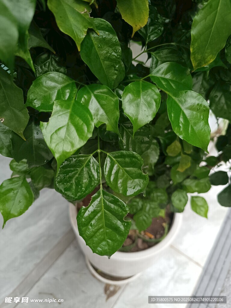 室內(nèi)綠植盆栽