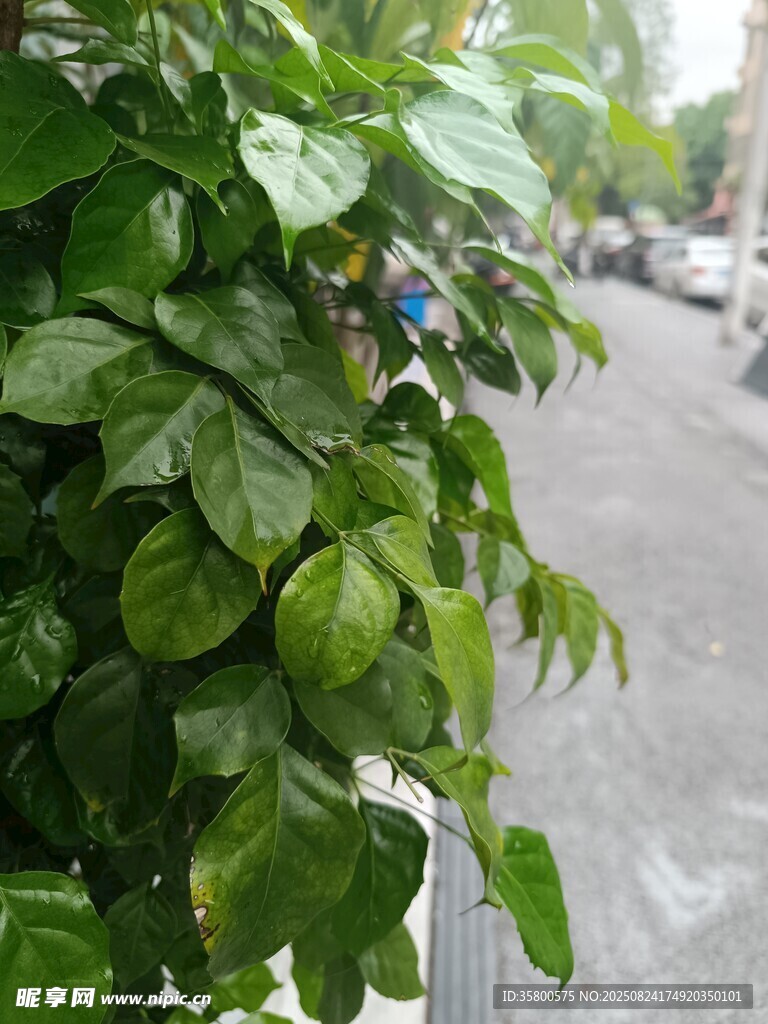 路邊翠綠繁茂的植物