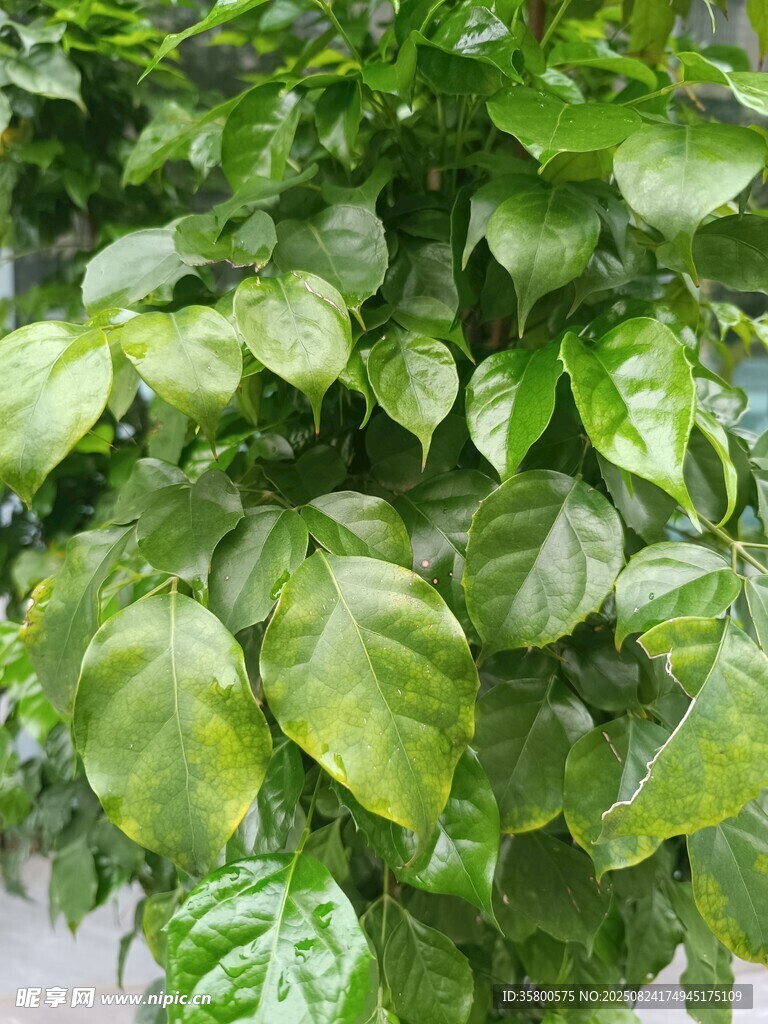 翠綠繁茂的植物葉片