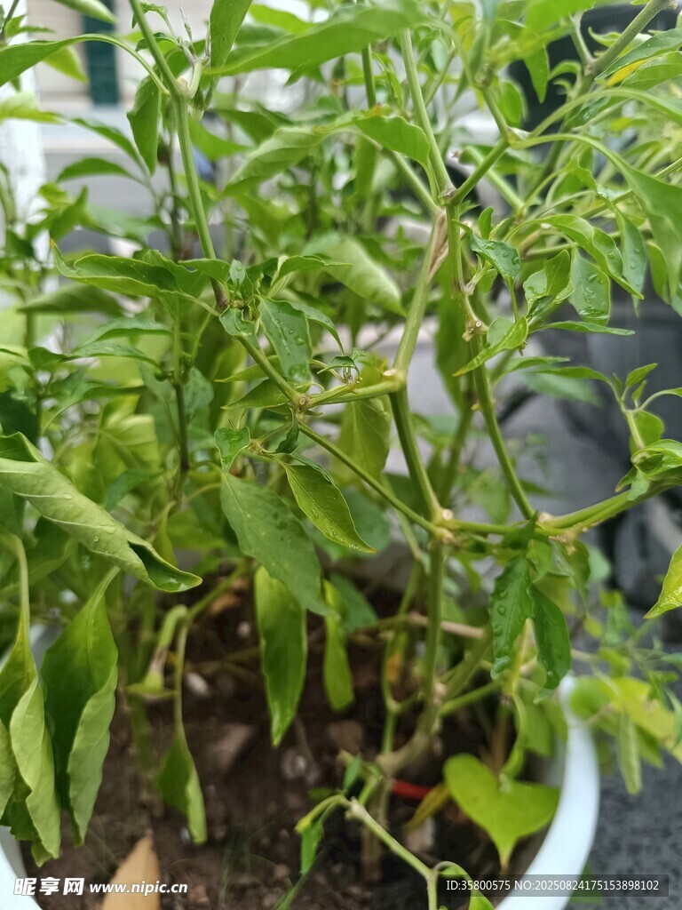 盆栽綠植 辣椒
