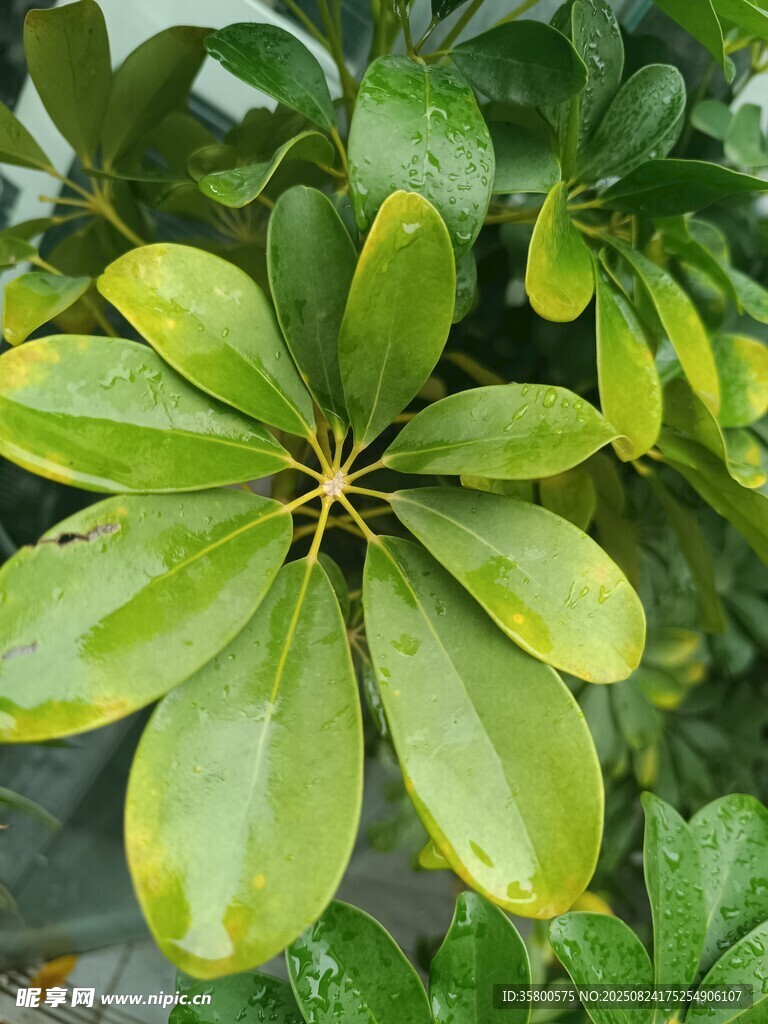 翠綠八角金盤葉片特寫
