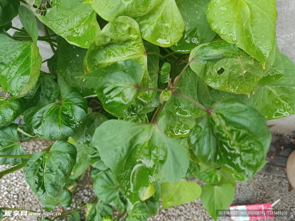 綠葉植物特寫