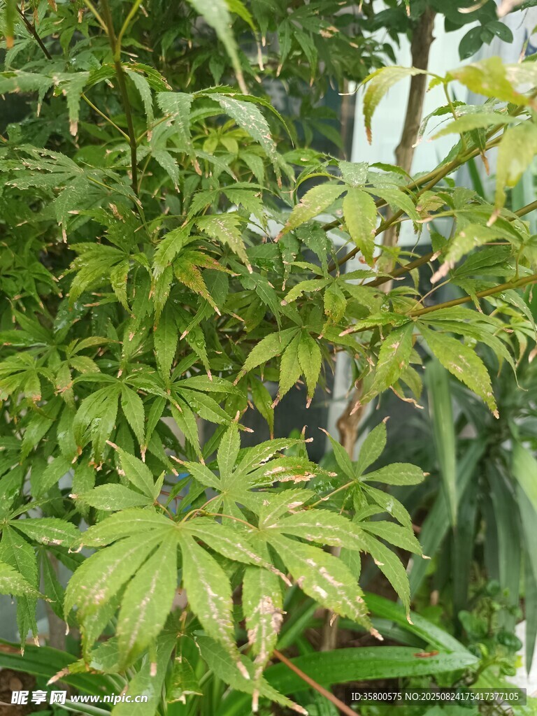 綠葉繁茂的多彩植物景觀