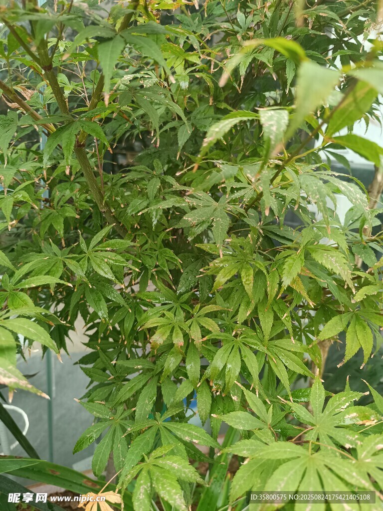 繁茂綠植展現(xiàn)自然生機