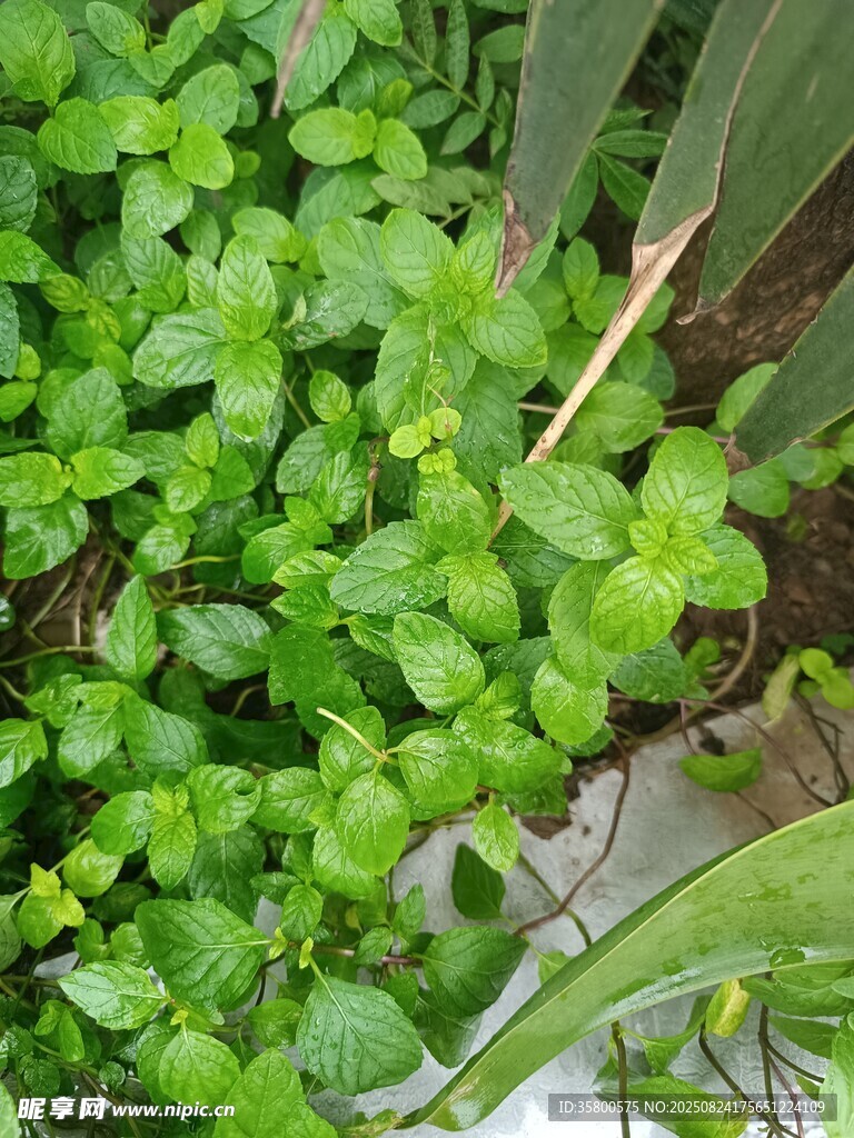 嫩綠清新植物特寫