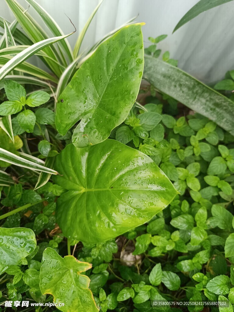 多樣綠植生機(jī)盎然