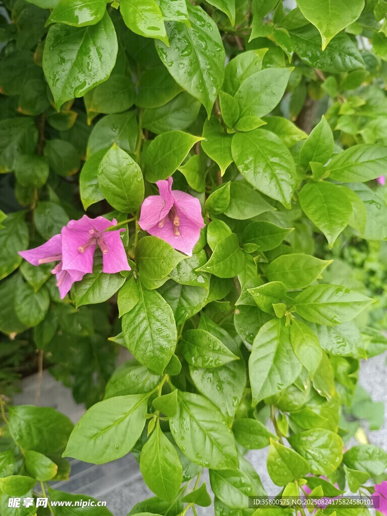 綠葉叢中的嬌艷三角梅
