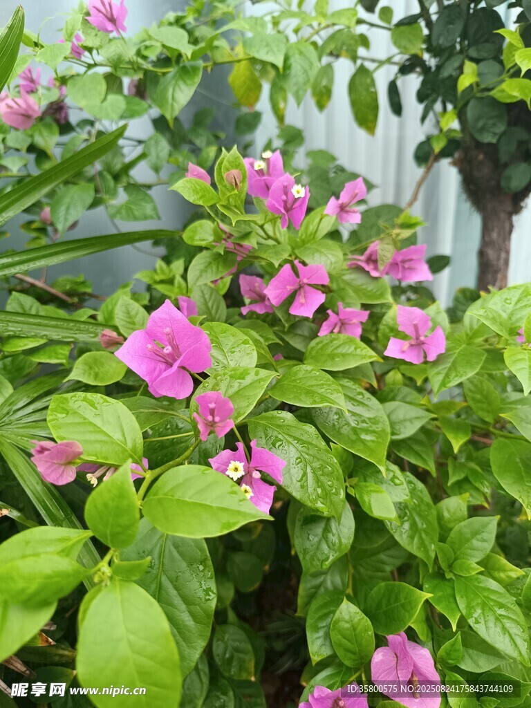 嬌艷粉色花卉與翠綠葉片