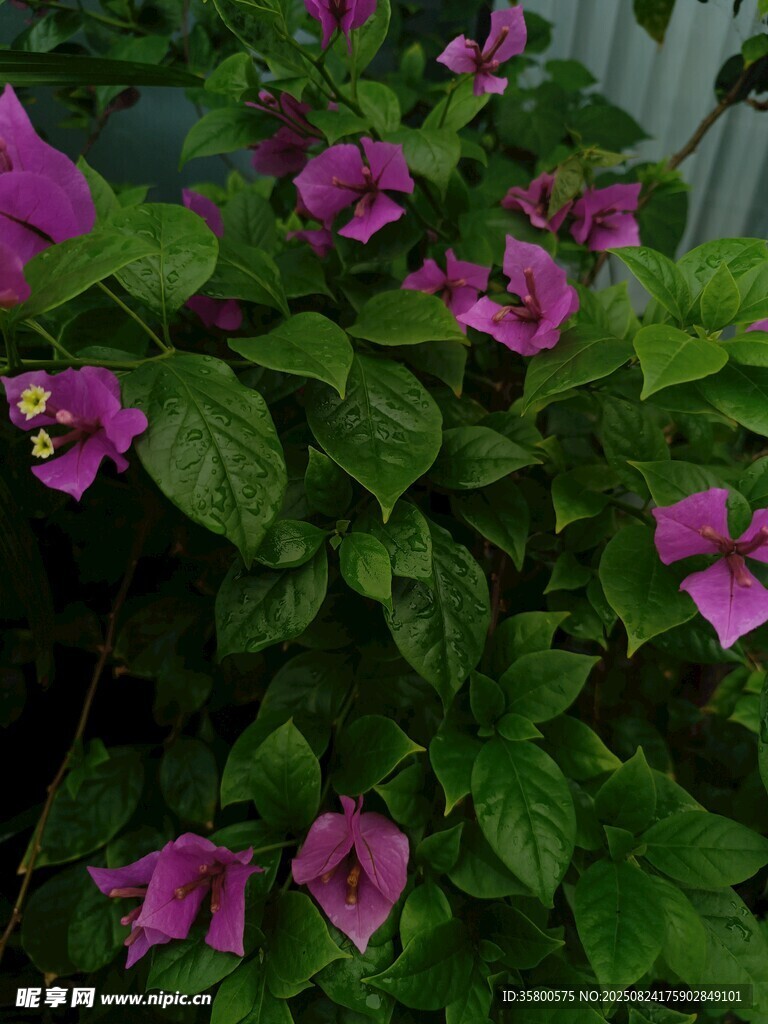 綻放的紫花三角梅