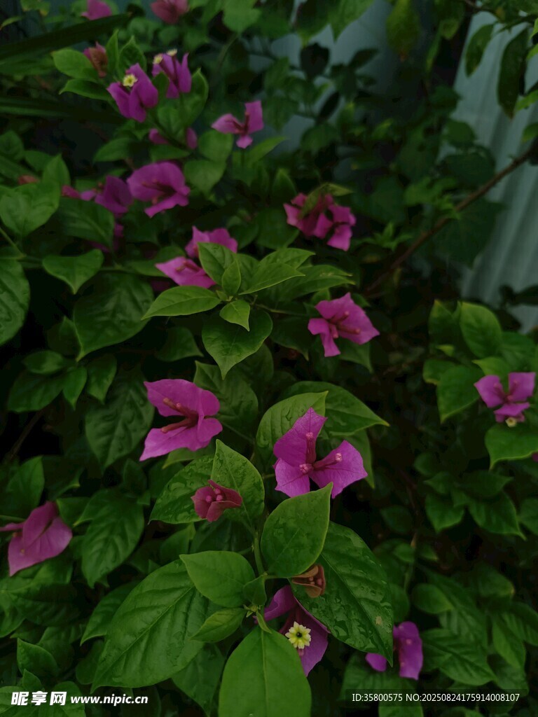 綻放的紫花與翠綠葉片