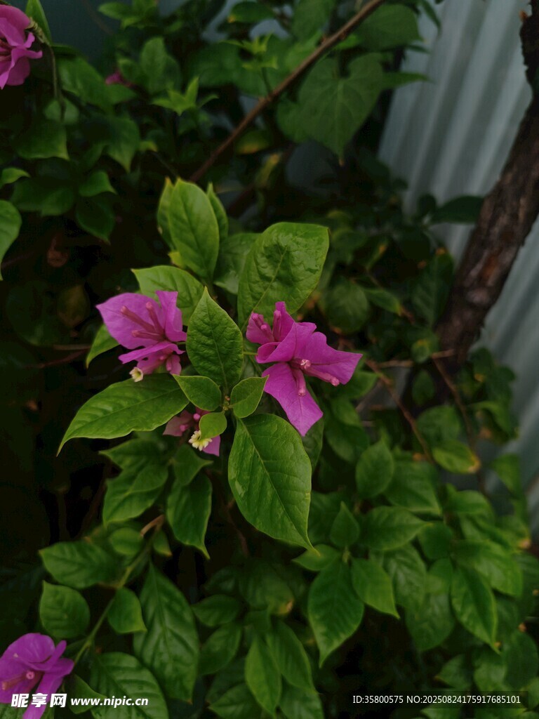 綠葉間綻放的嬌艷三角梅