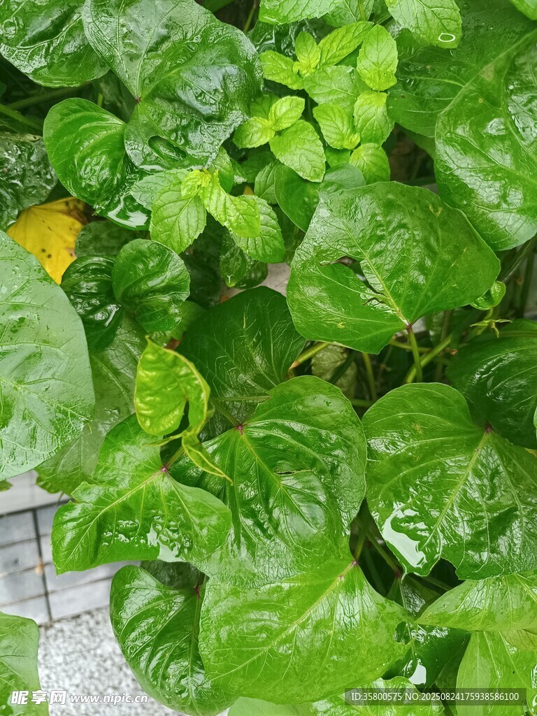 翠綠繁茂的綠葉植物