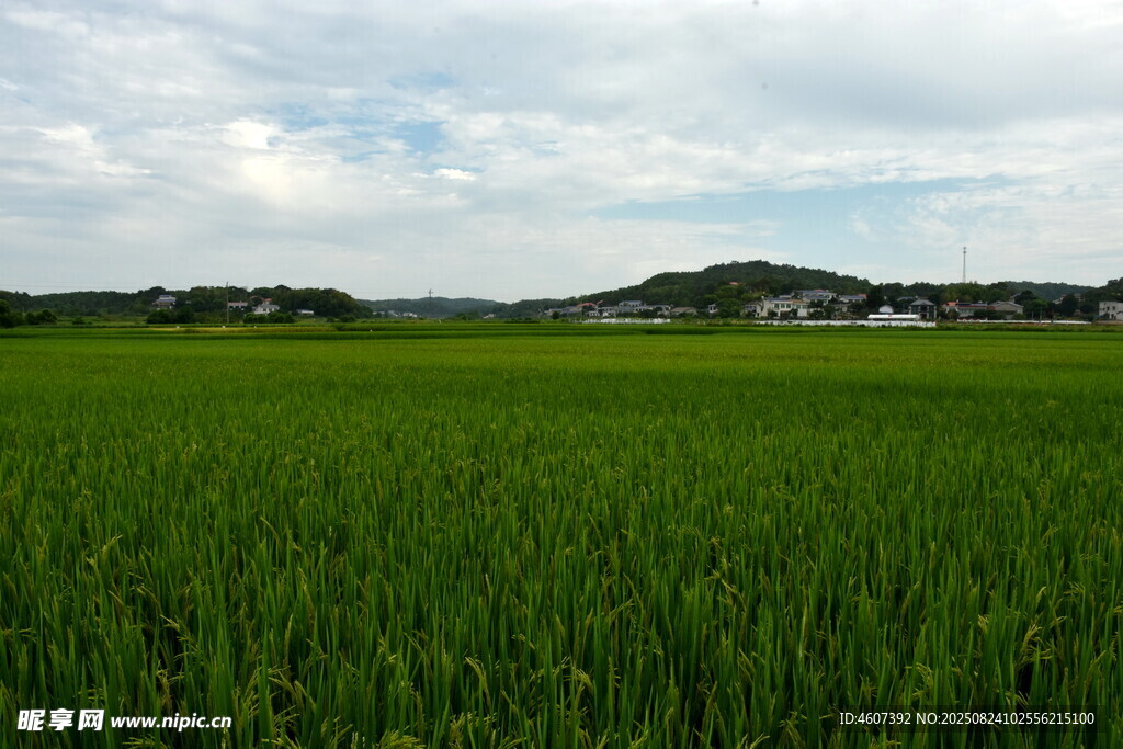 廣袤綠野田園風(fēng)光