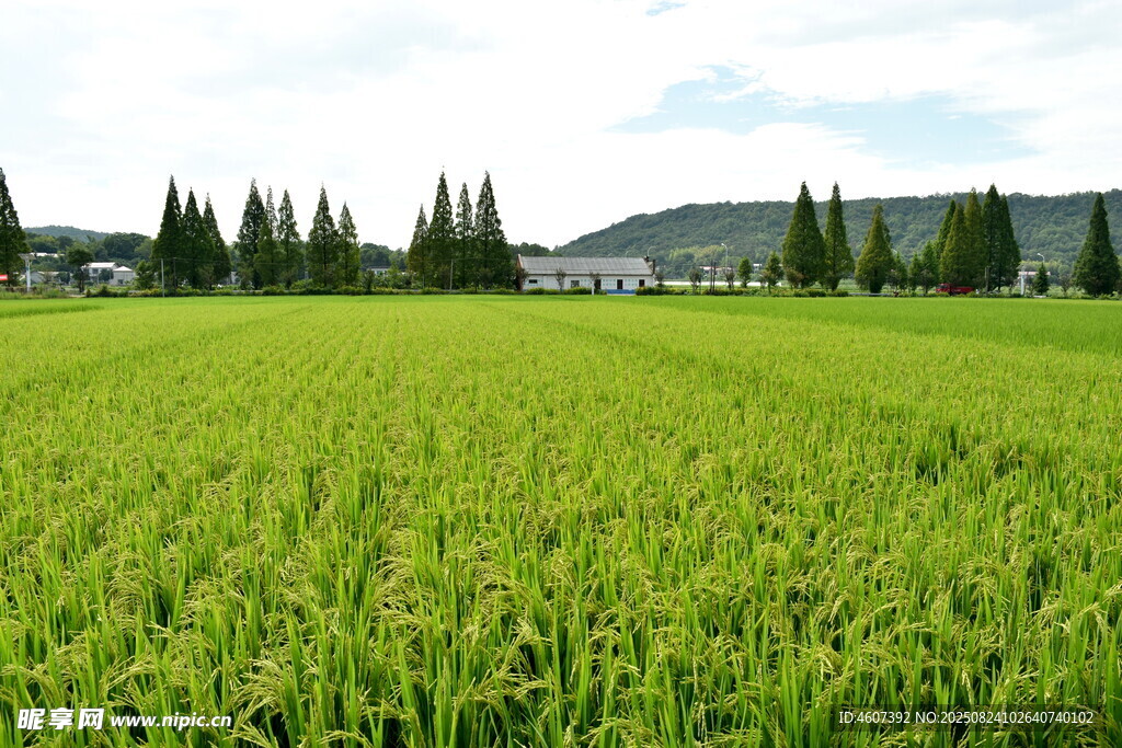 翠綠田野