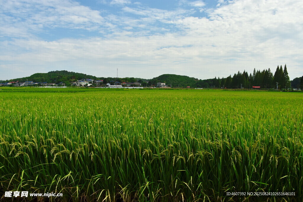 廣袤綠野中的清新田園風(fēng)光