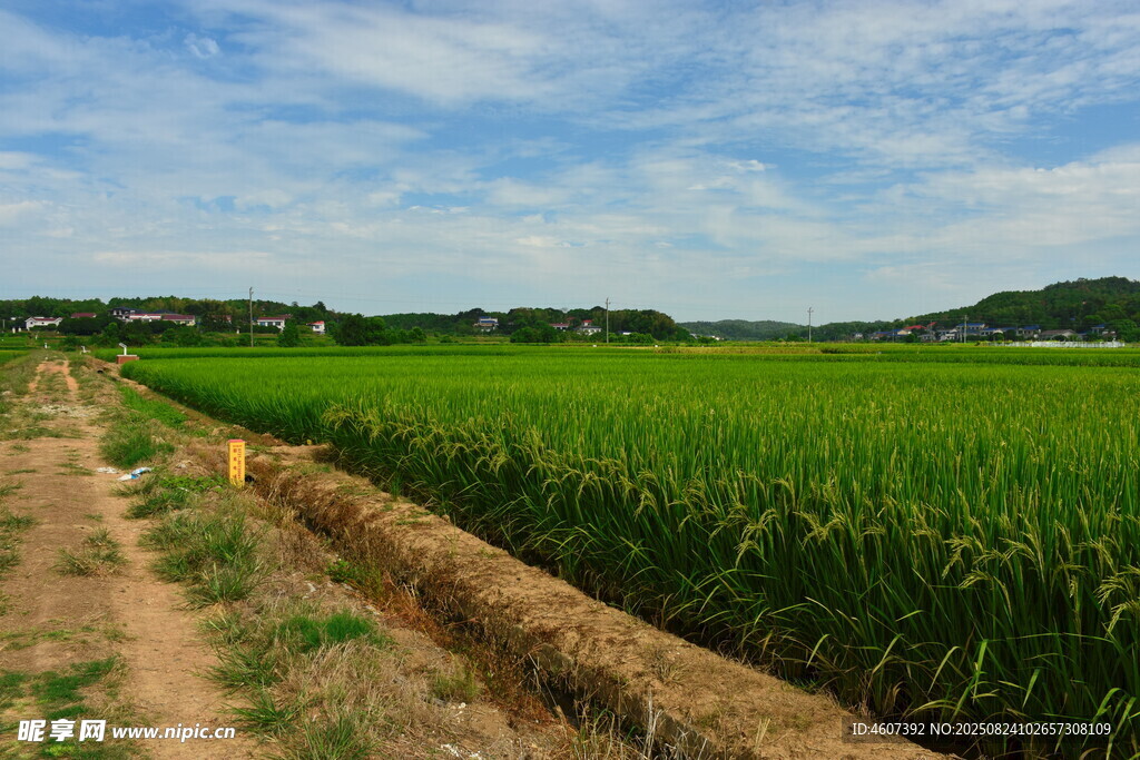 田園綠野風(fēng)光