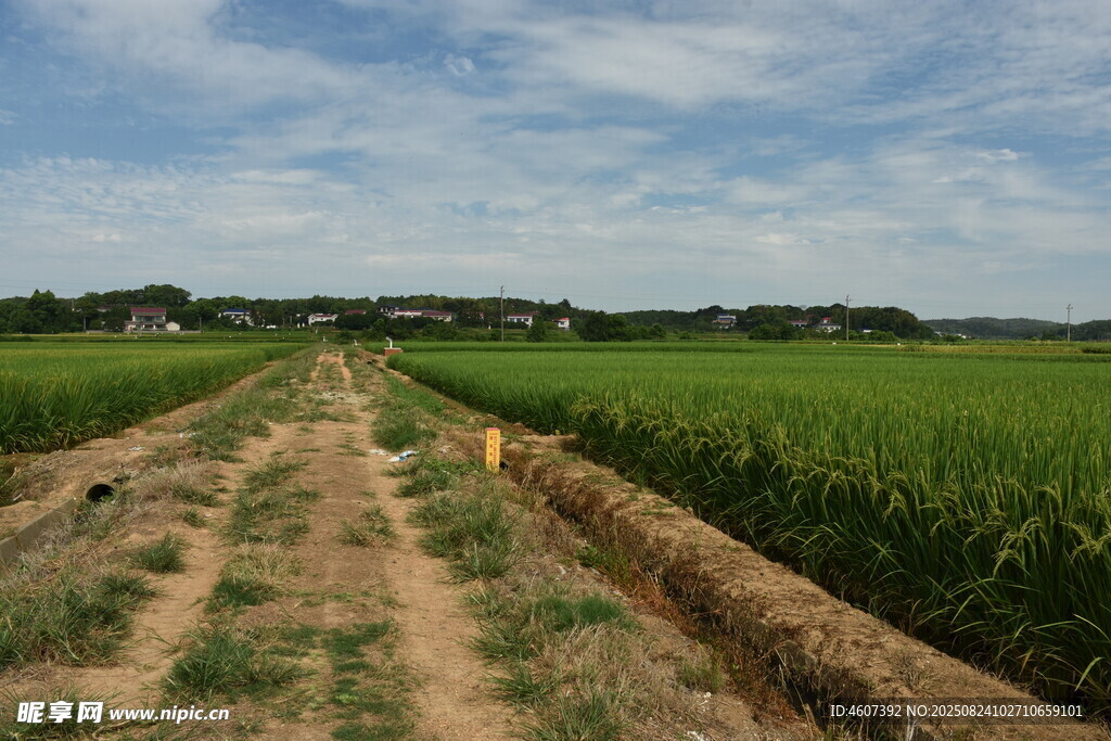 田野間的泥土小路