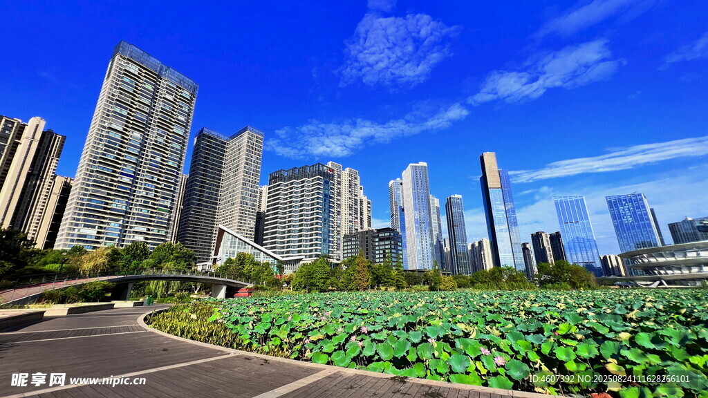 城市荷塘畔的高樓美景