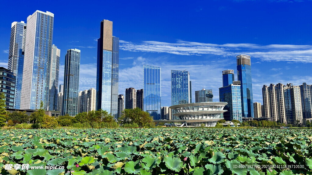 城市與荷塘相映的美麗景致