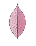 粉色葉脈葉片插畫