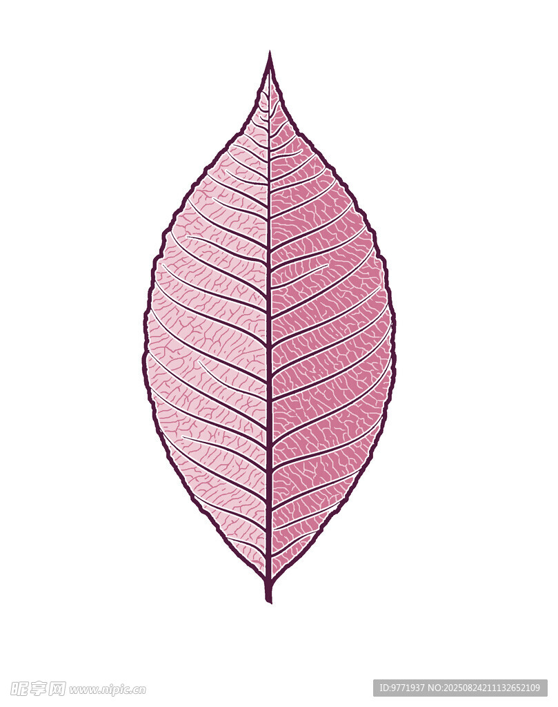 粉色葉脈葉片插畫