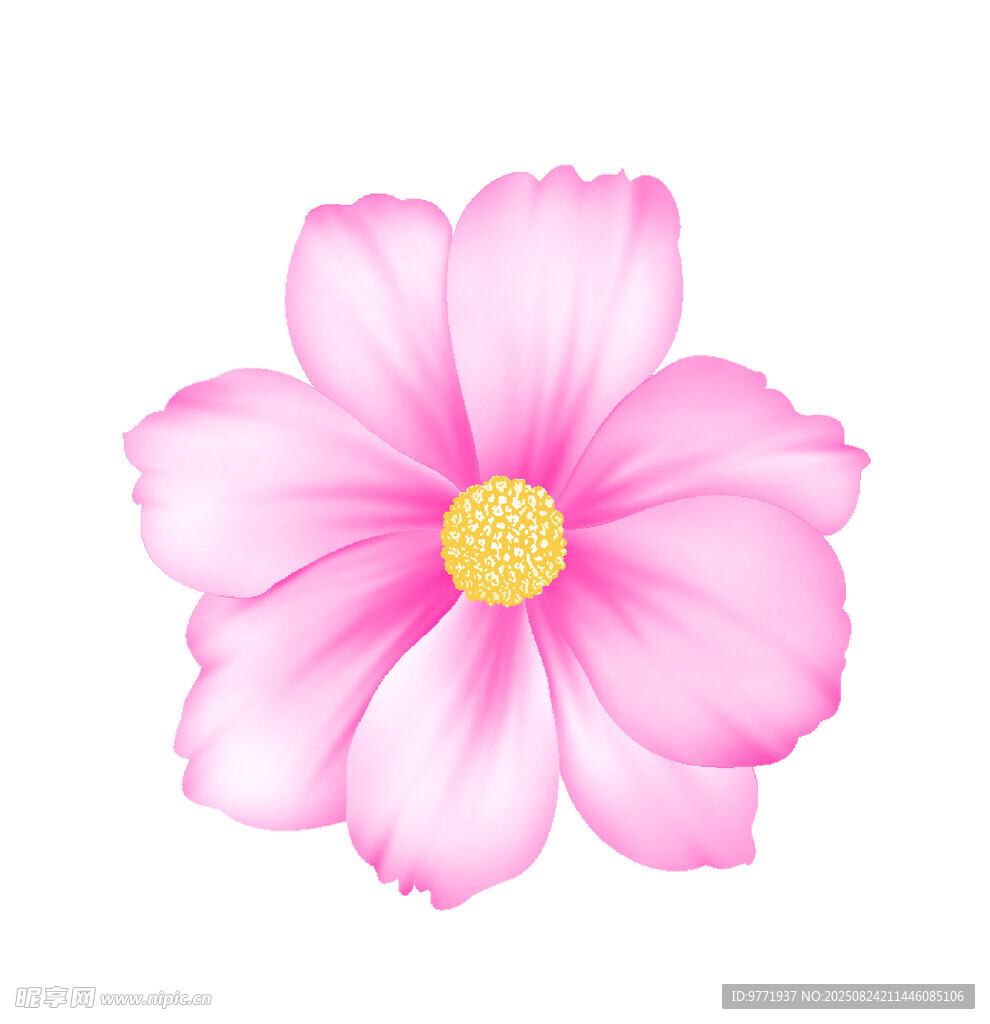 粉色柔美單朵花卉插畫