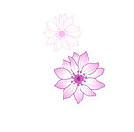 兩朵粉色蓮花圖案