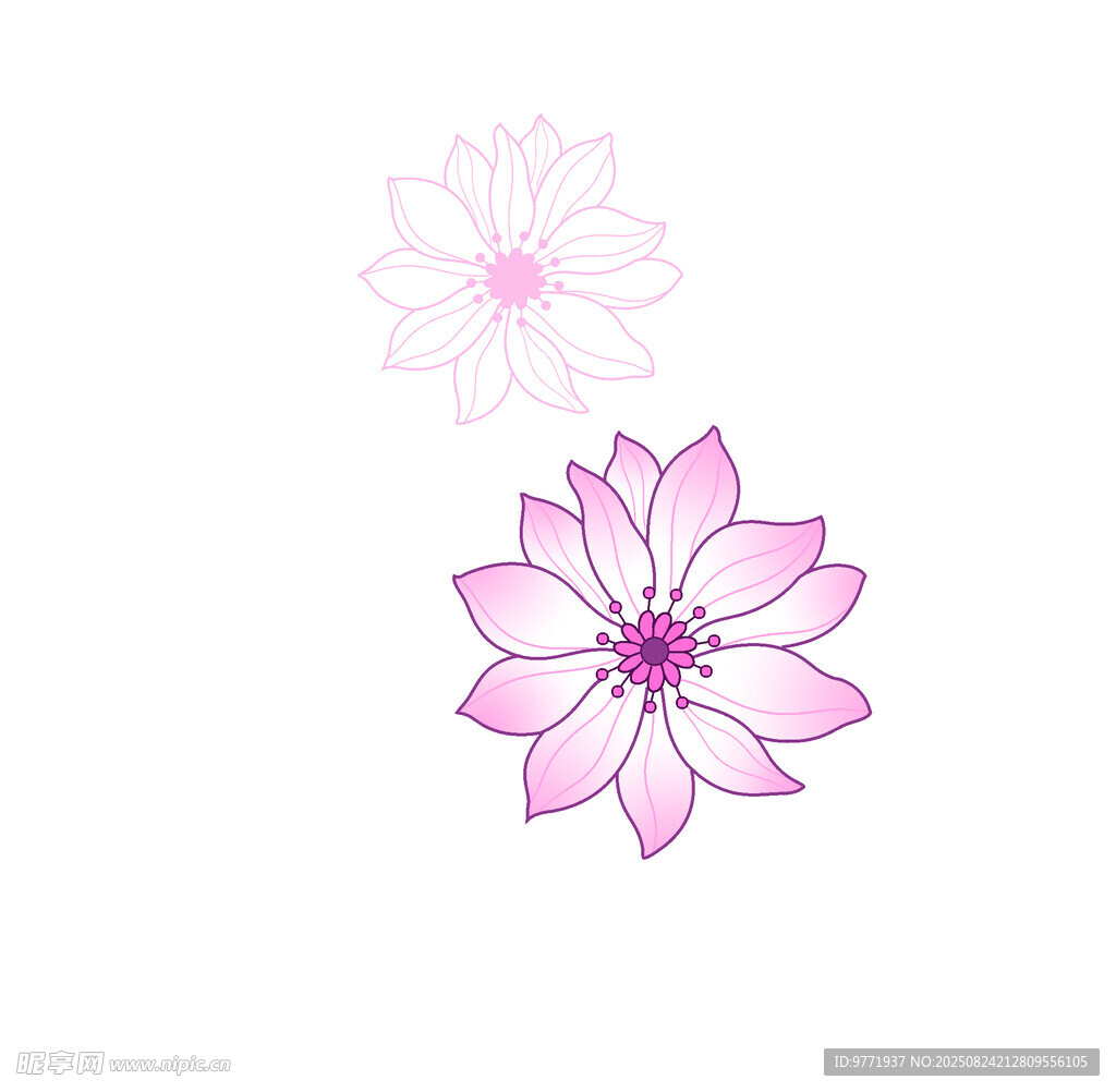 兩朵粉色蓮花圖案