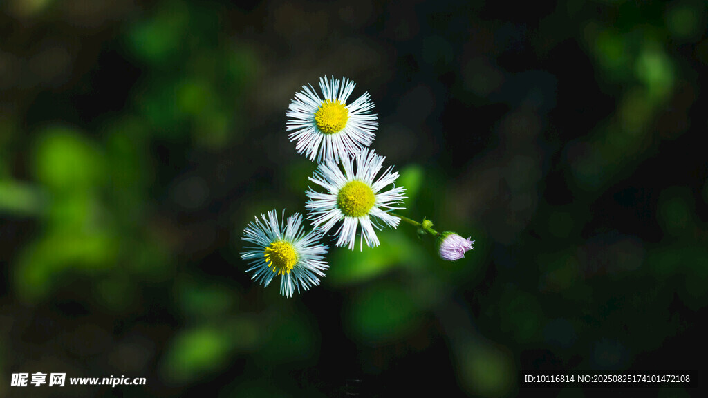 小白菊