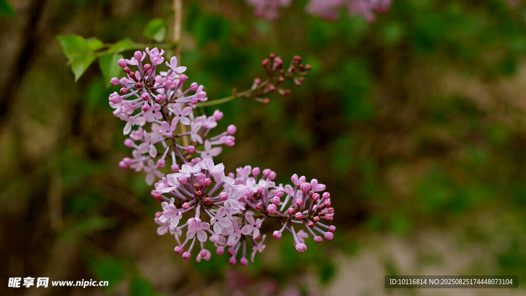 紫丁香花枝