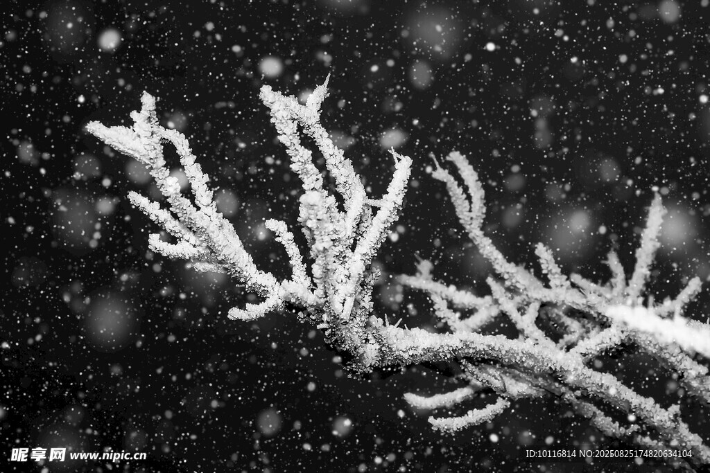 雪覆樹枝