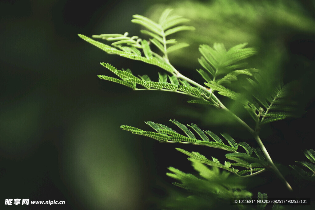 翠綠蕨葉