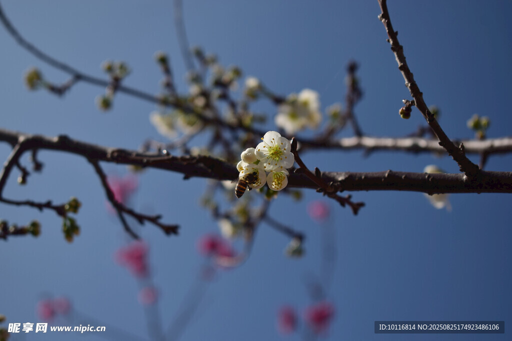 枝頭繁花