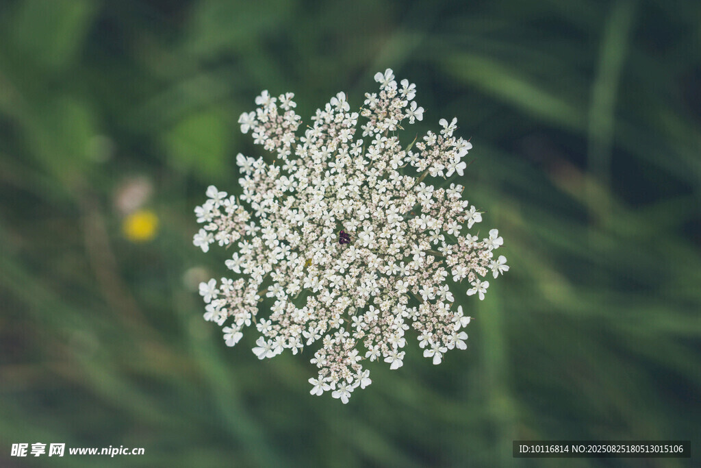 傘狀野花